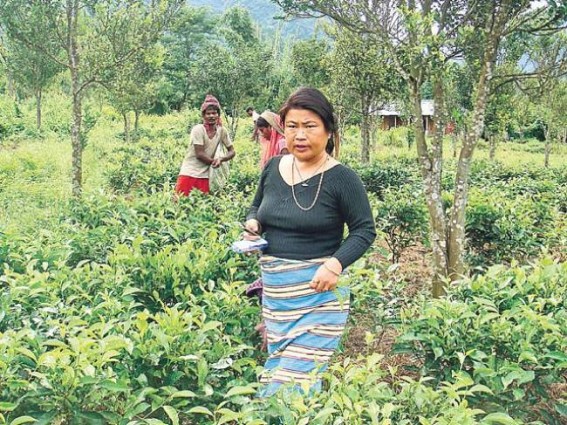 'Tea lady' inspires people to give up opium cultivation in Arunachal